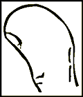 The Thumb